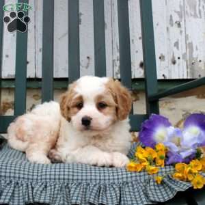 Rain, Mini Bernedoodle Puppy